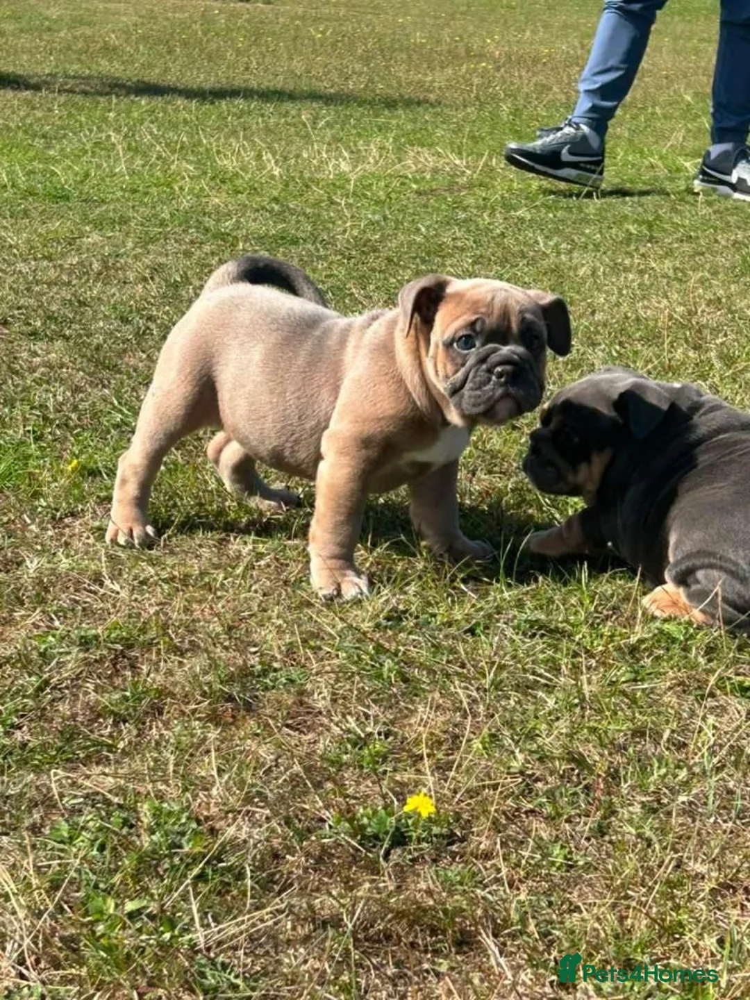 Olde English Bulldogge dogs for sale: Old english bulldog in Hertford - Advert 3