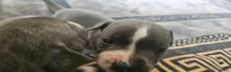 Staffordshire Bull Terrier dogs for sale: Blue staffy pups. Blue bronsen bloodline - Advert 18