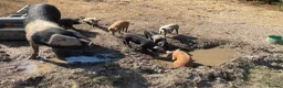 Pig livestock for sale: Saddleback x Tamworth  in Godalming - Advert 6