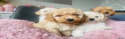 Mixed Breed dogs for sale: 4 Cavapoo girls ready  - Advert 12