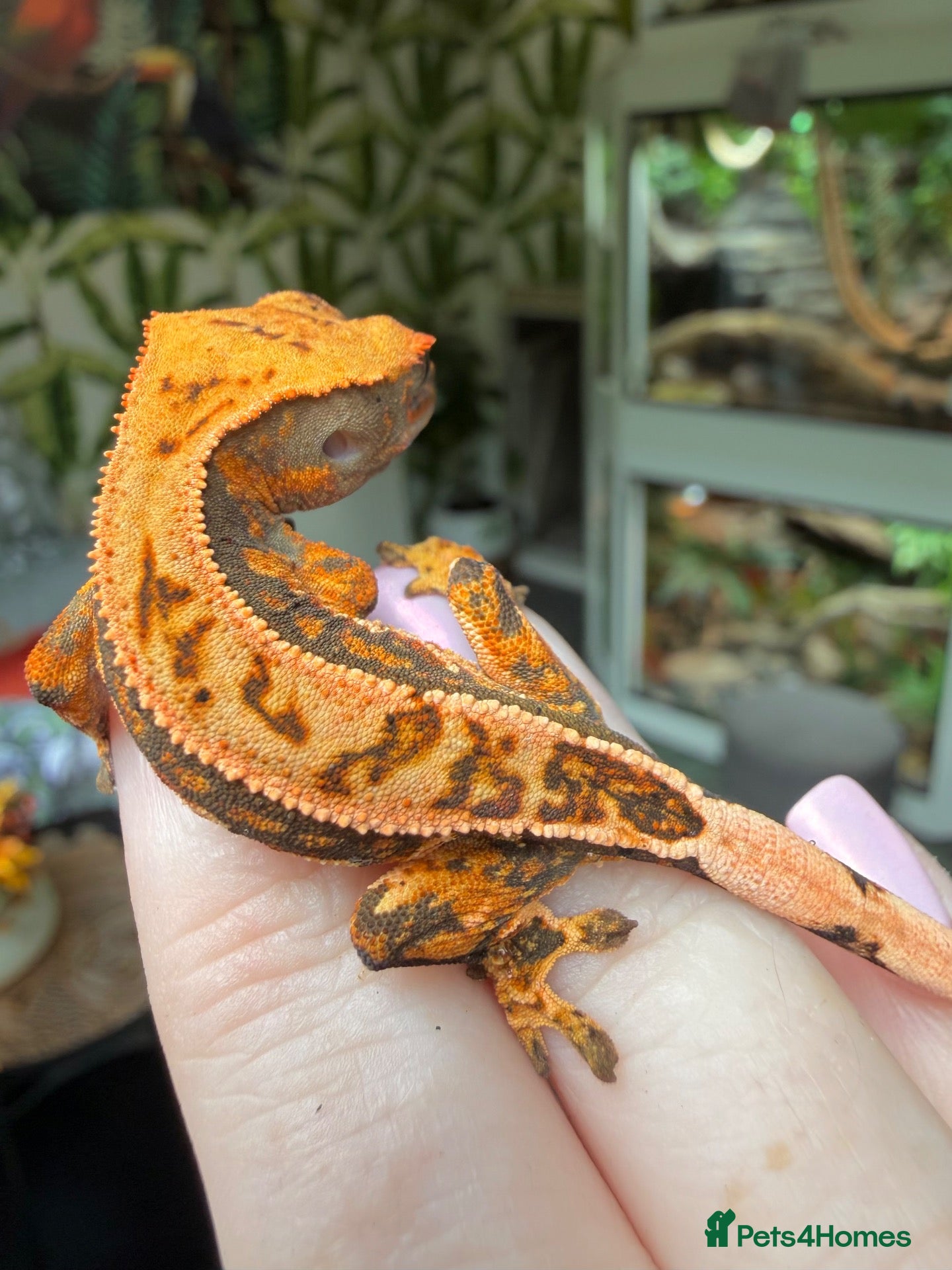 Gecko reptiles Stunning unique crested gecko baby for sale  - Advert 3