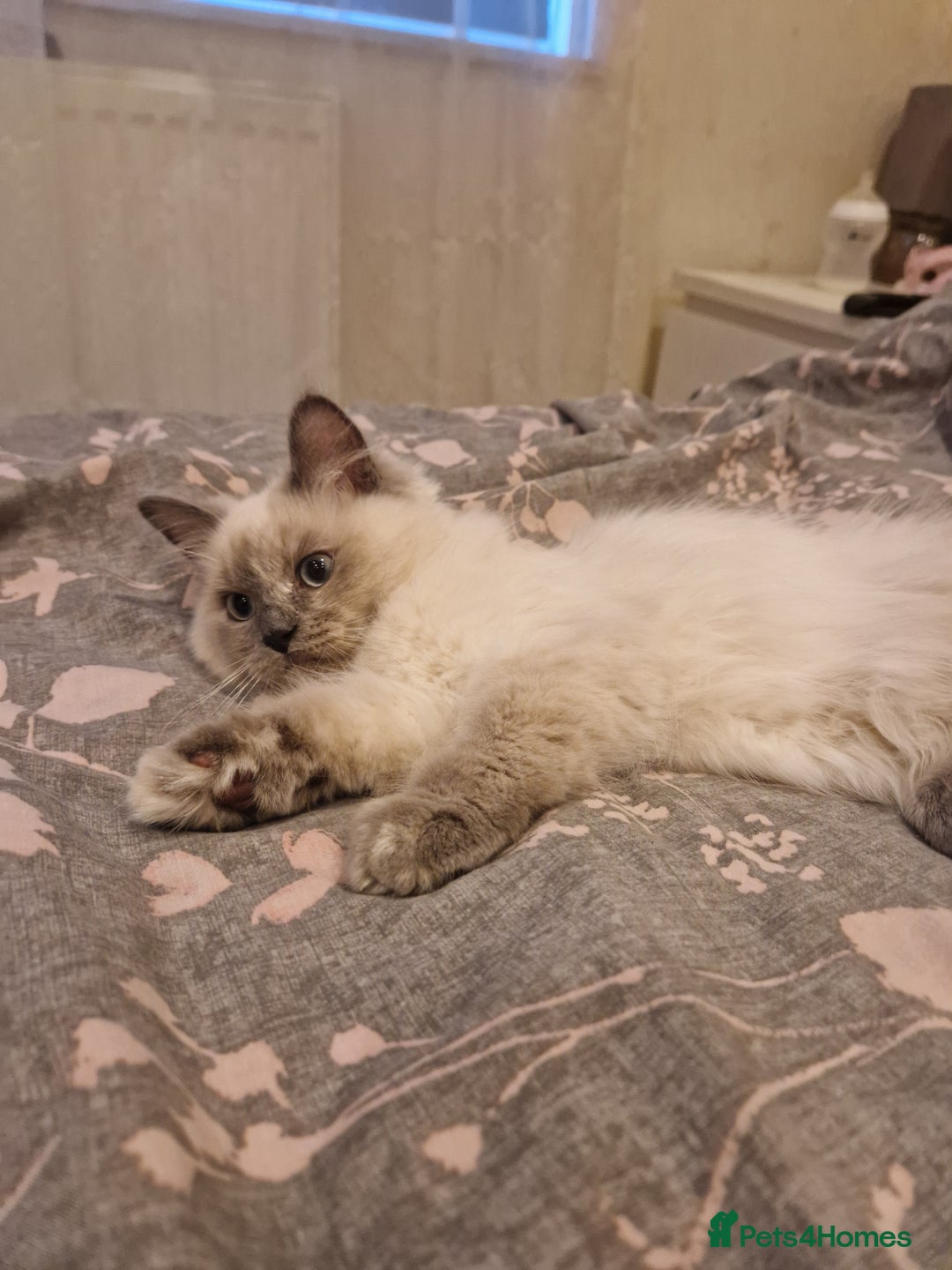 Ragdoll cats for sale: Last one beautiful ragdoll kitten - Image 10