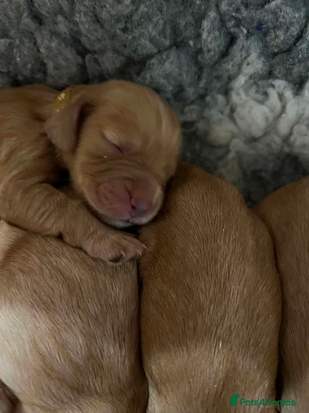 Cockapoo dogs for sale: *** Stunning F1 Homebred Cockapoo Babies*** - Advert 7