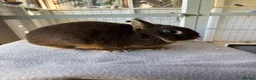 Netherland Dwarf rabbits for sale: Breeding Netherland dwarfs  - Advert 9