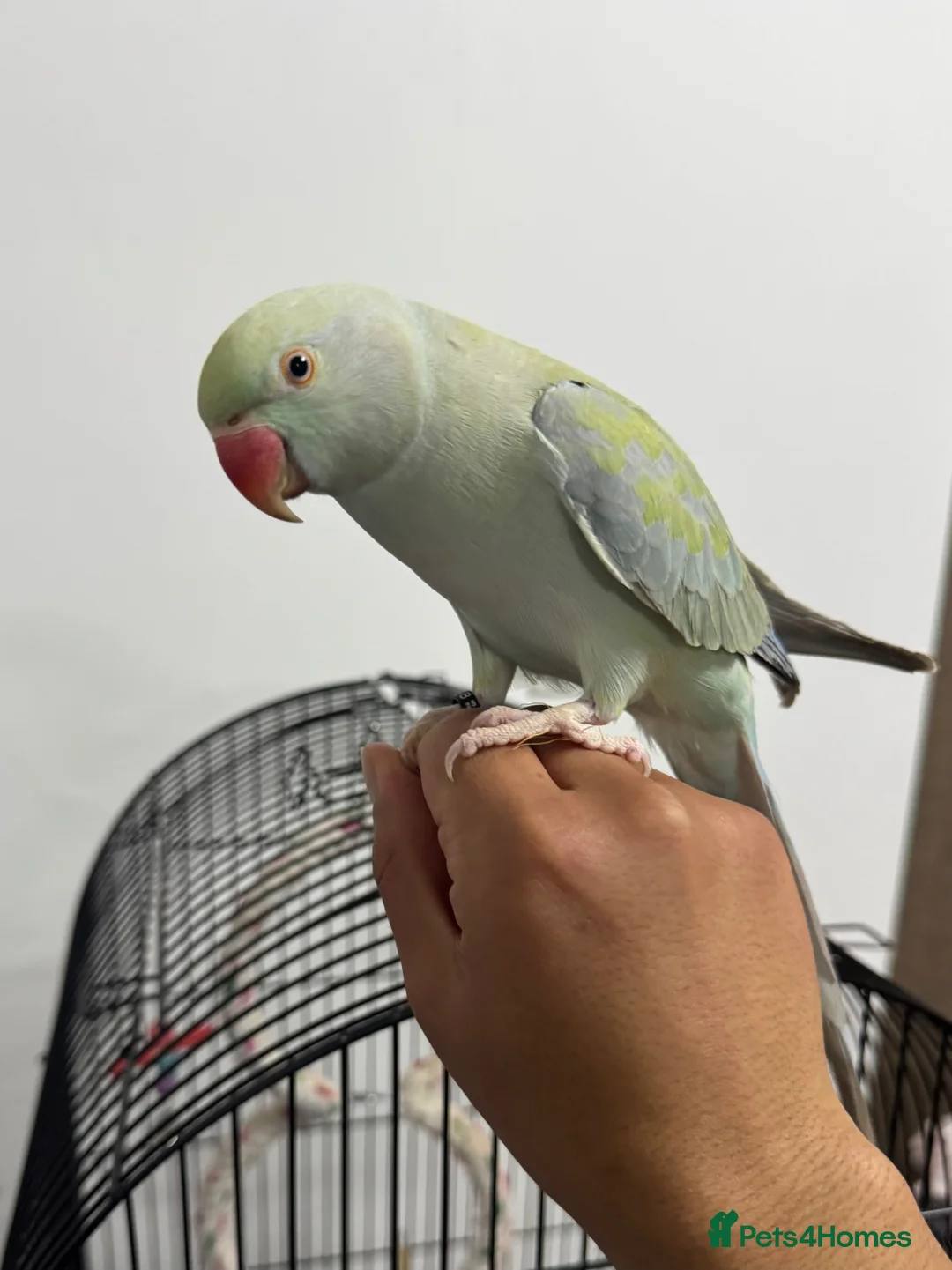 Ringnecks birds for sale: Indian Ringneck for sale in Bolton - Advert 2