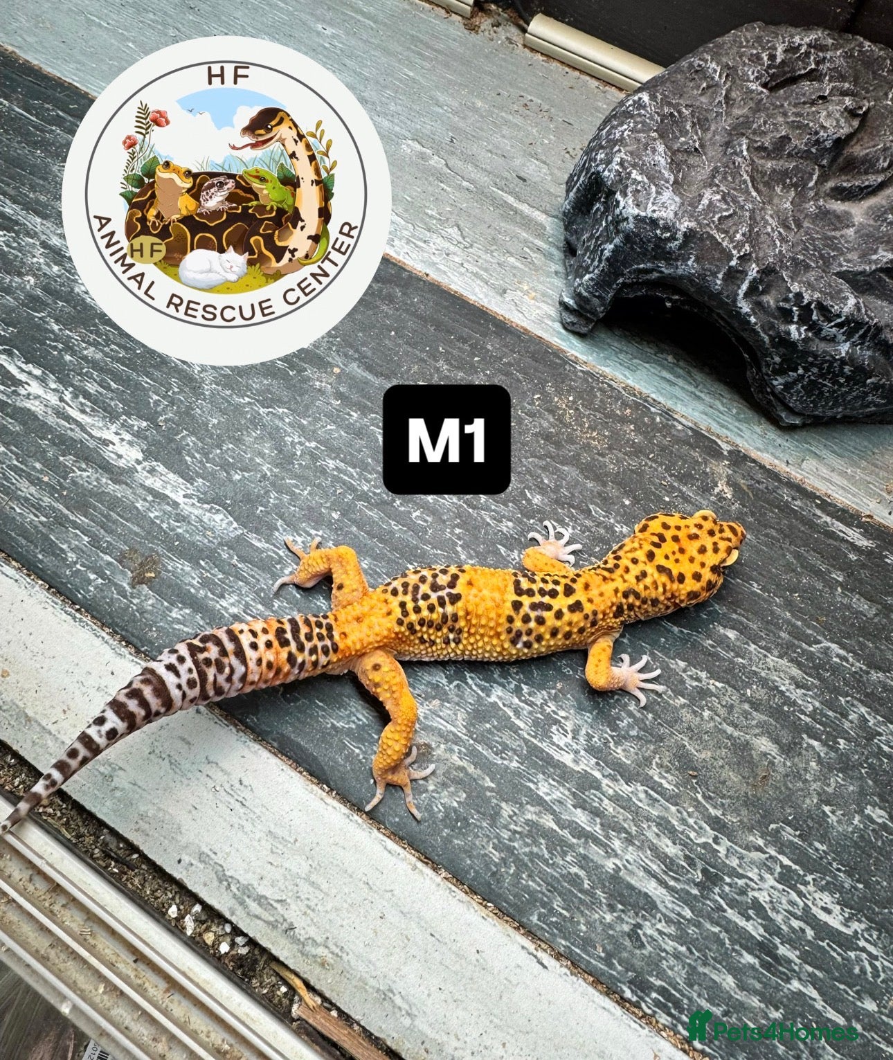 Leopard Gecko reptiles crested & leopard geckos - possible a full setup  - Advert 4