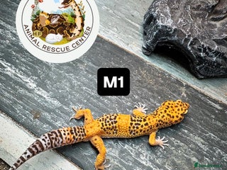 Leopard Gecko reptiles crested & leopard geckos - possible a full setup - Advert 4