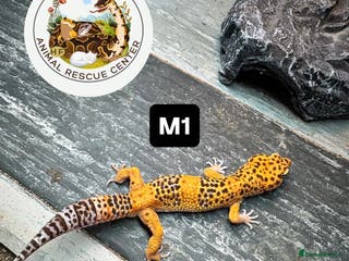 Leopard Gecko reptiles crested & leopard geckos - possible a full setup - Advert 6
