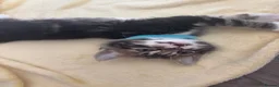 Mixed Breed cats for sale: Mixed ragdoll  - Advert 5