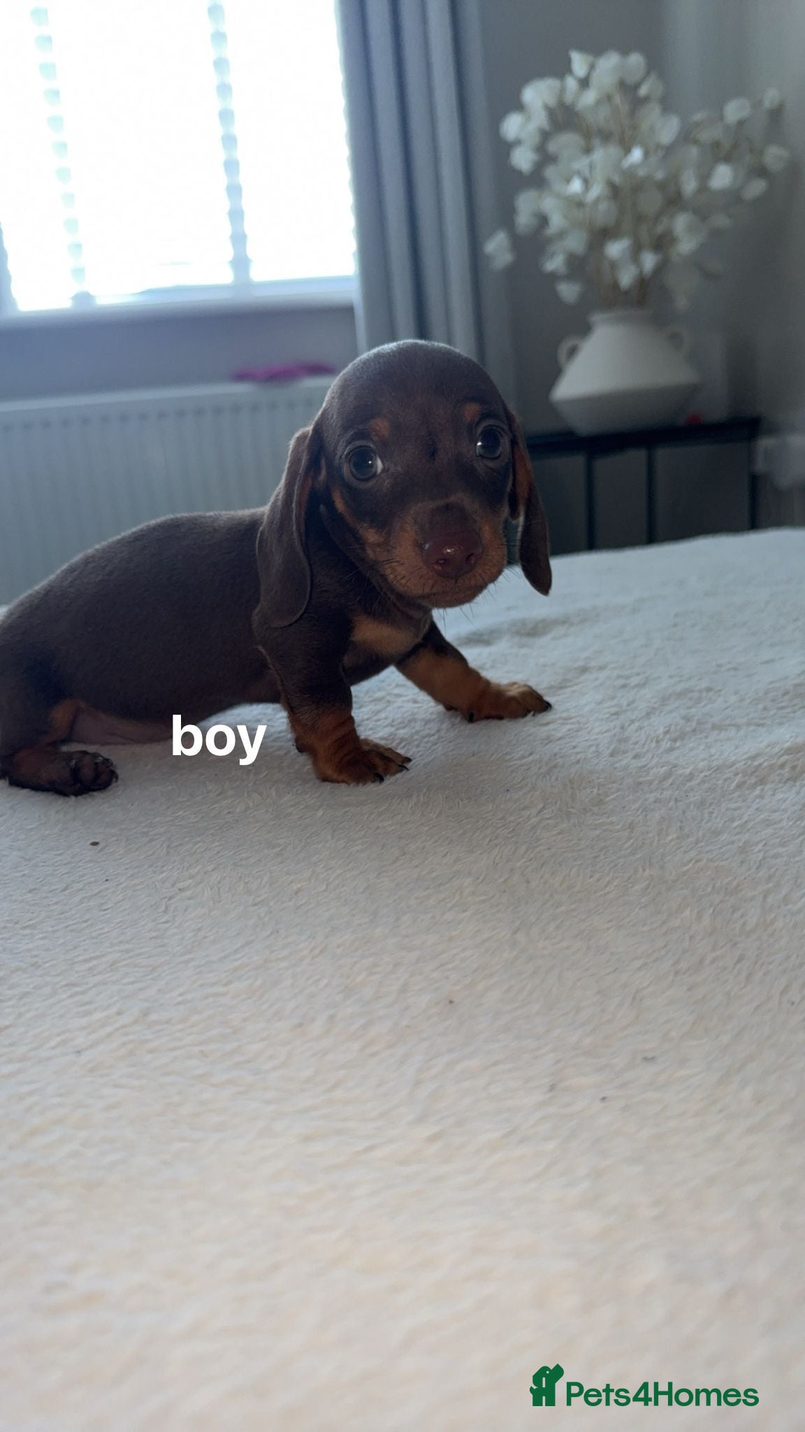 Miniature Dachshund dogs X2 miniature dachshund  - Advert 20