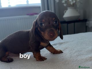 Miniature Dachshund dogs X2 miniature dachshund - Advert 16