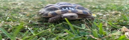 Hermann Tortoise reptiles for sale: Various Ages of Hermann Tortoises in Bridgwater - Advert 5