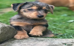 Mixed Breed dogs for sale: Stunning Daxi x Norfolk terrier  - Image 10