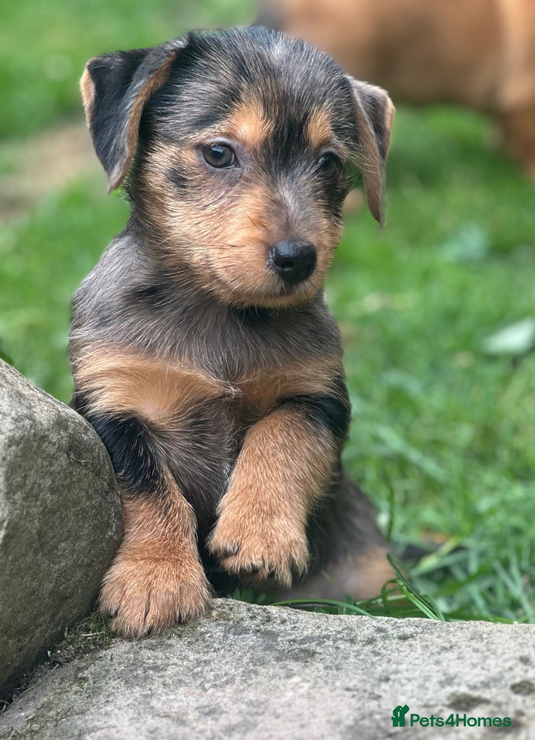 Mixed Breed dogs for sale: Stunning Daxi x Norfolk terrier  - Image 10