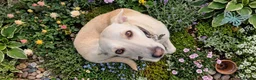 Lurcher dogs for sale: Daisy is a Calm, Easy-Going Companion - Advert 5