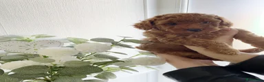 Toy Poodle Puppy 1