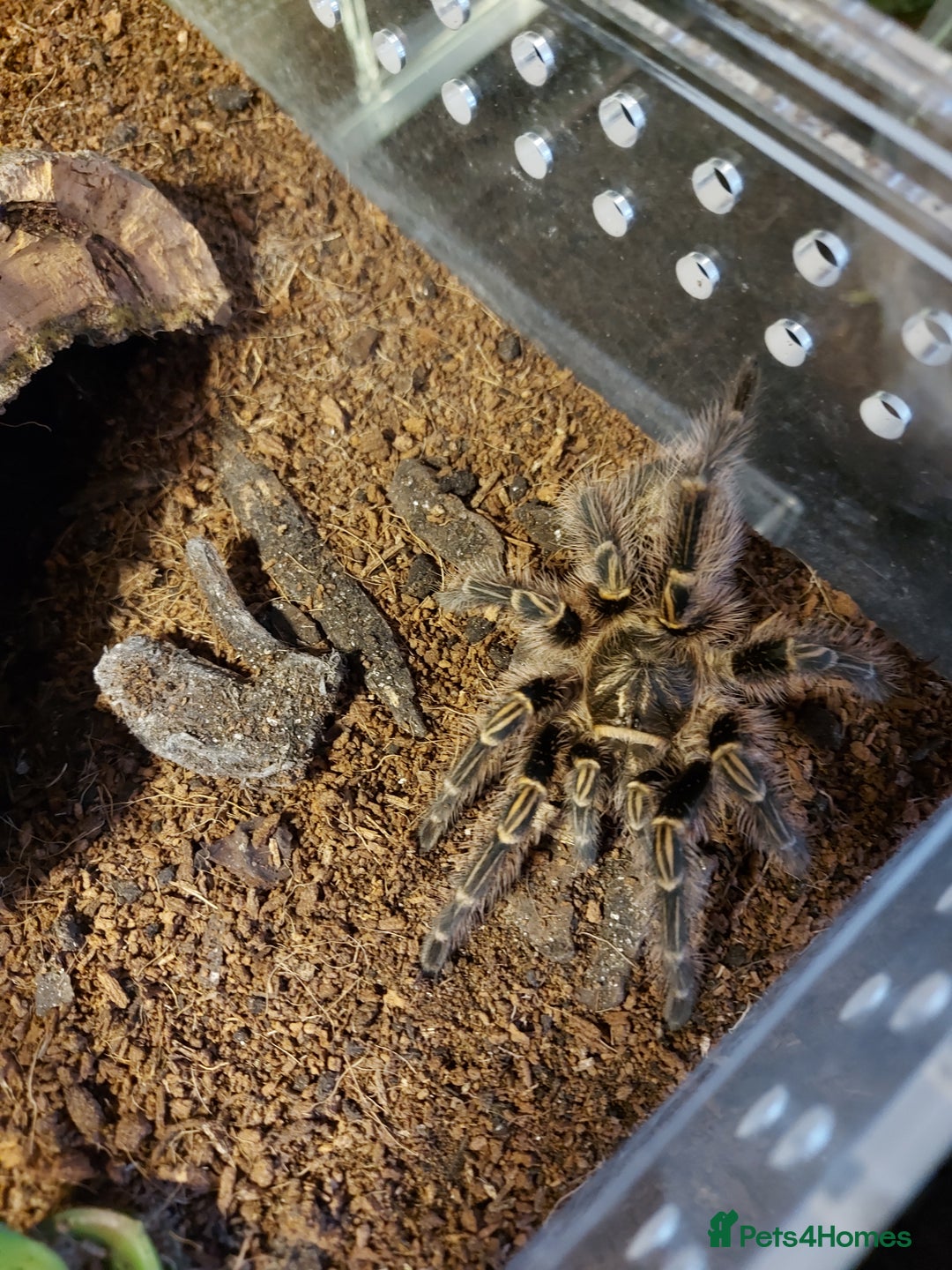 Tarantulas invertebrates for sale: Rehoming Collection of 17 Tarantulas, 1 Scorpion - Image 1