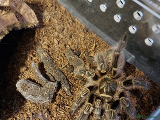Tarantulas invertebrates for sale - Advert 1