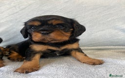 Cavalier King Charles Spaniel dogs for sale: KC Reg CKCS Puppies *health tested parents* - Image 5