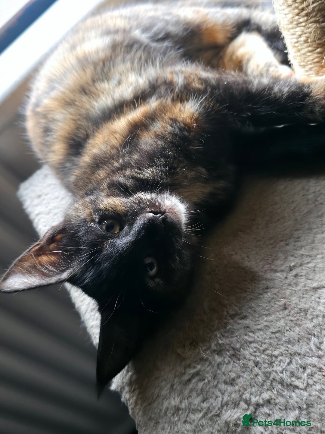 Maine Coon cats for sale: Mix Maine Cone kittens  - Image 8