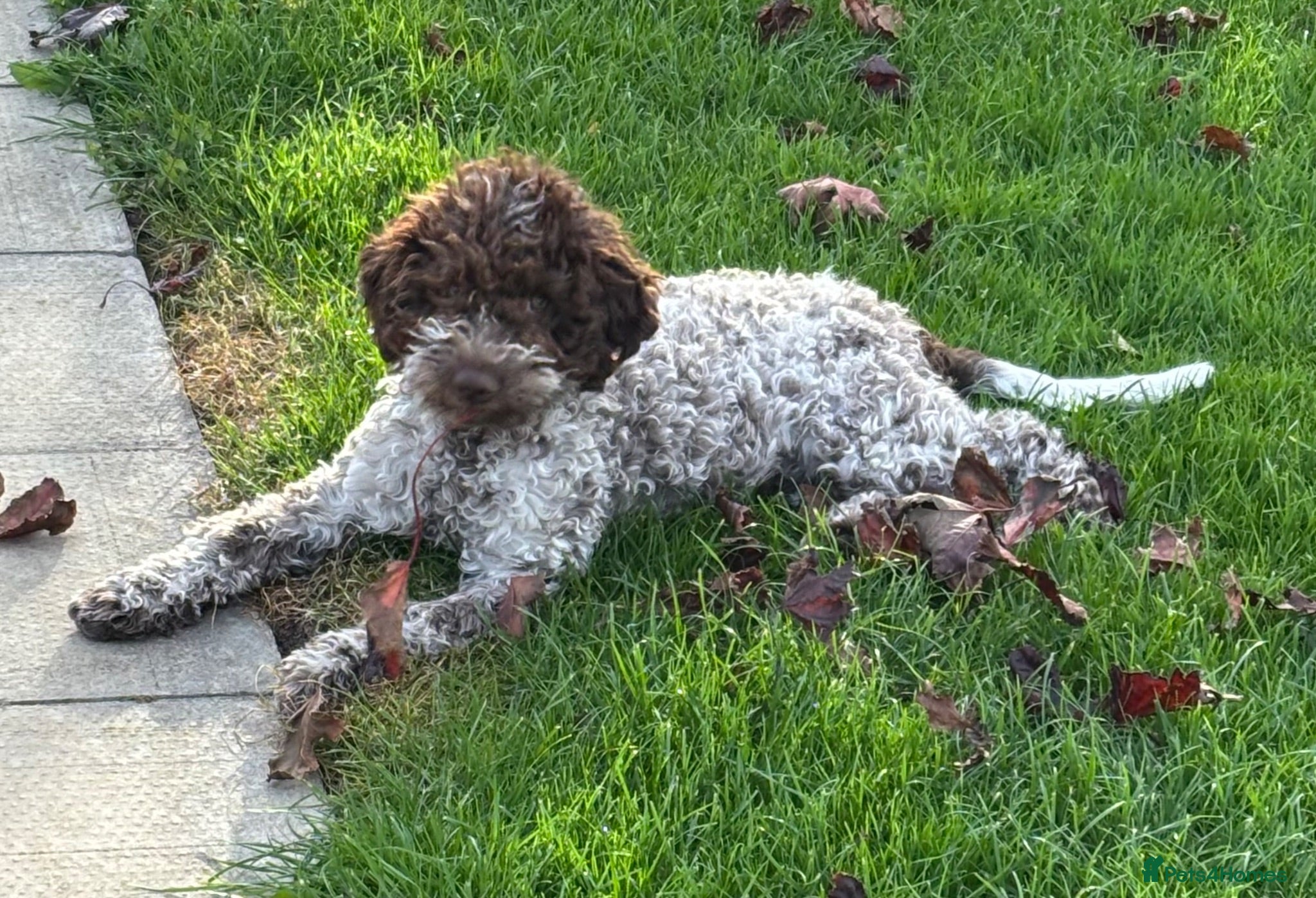 Lagotto Romagnolo dogs Stunning Lagotto Female 1 year old  - Advert 1