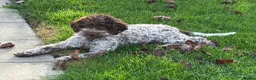 Lagotto Romagnolo dogs for sale: Stunning Lagotto Female 1 year old  - Advert 1