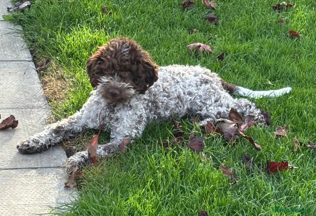 Lagotto Romagnolo dogs for sale: Stunning Lagotto Female 1 year old  - Advert 1