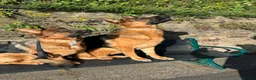 German Shepherd dogs for stud: Shadow Available for stud  - Advert 3
