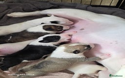 English Bull Terrier dogs for sale:  Kc  registered English bull terrier puppies   - Image 3