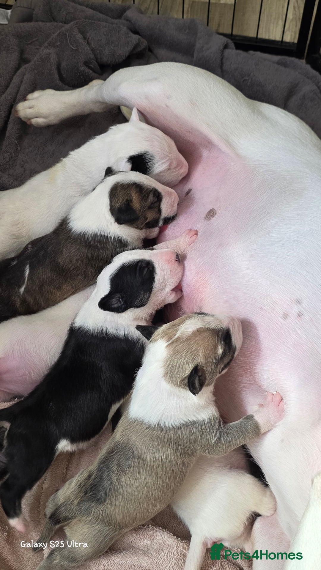 English Bull Terrier dogs for sale:  Kc  registered English bull terrier puppies   - Image 3