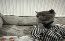 Ragdoll cats for sale: Ragdoll x main coon x British shorthair mix  - Image 16