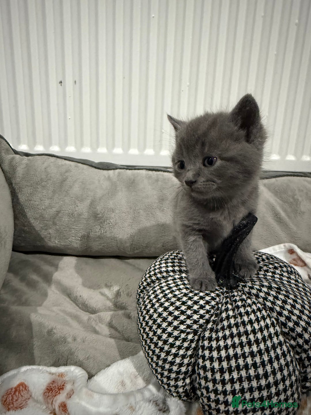 Ragdoll cats for sale: Ragdoll x main coon x British shorthair mix  - Image 16