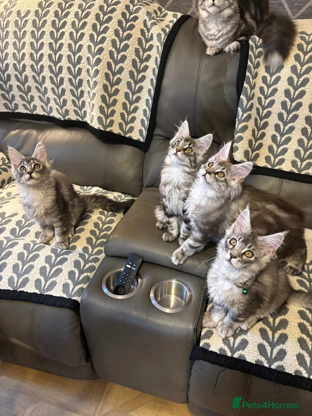 Maine Coon cats for sale: 3 Beautiful Maine Coon kittens forsale in Ammanford - Advert 2