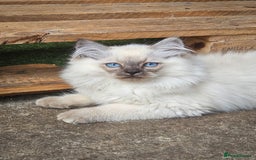 Siberian cats for sale: Gorgeous Playful Kittens - Ready for a new home! - Image 17