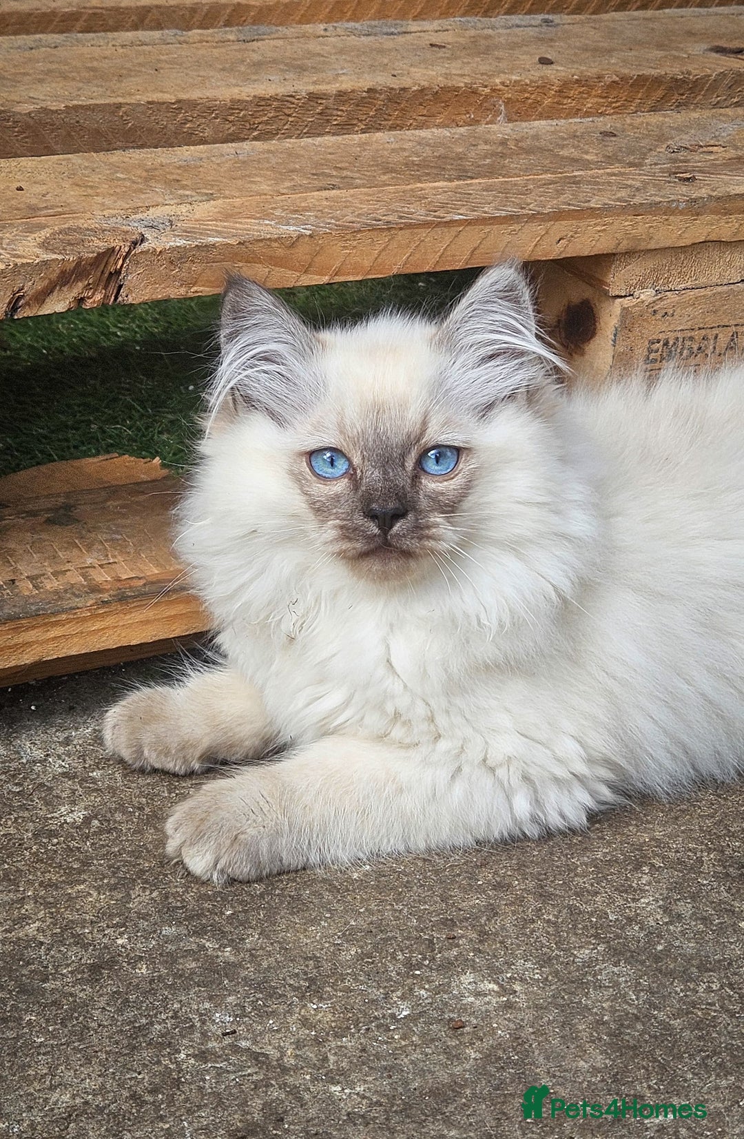 Siberian cats for sale: Gorgeous Playful Kittens - Ready for a new home! - Image 17