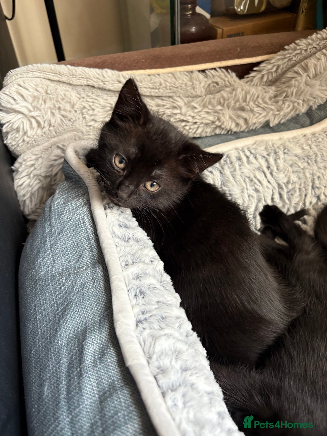 Domestic Shorthair cats for sale: Beautiful black kittens  - Image 1