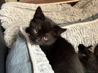 Domestic Shorthair cats Beautiful black kittens - Advert 14