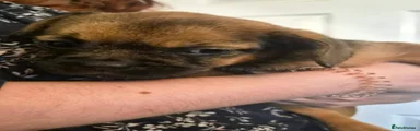 Mixed Breed 2