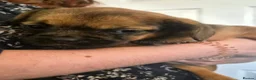 Mixed Breed dogs for sale: Gorgeous Fluffy Frenchy and Border Terrier mixed  - Advert 11