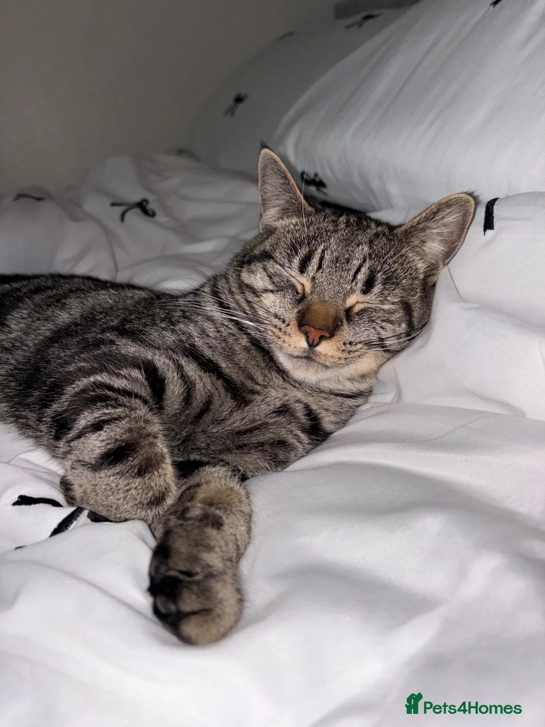 Domestic Shorthair cats for sale: 1 year Old Male Tabby Cat in Loughborough - Advert 2