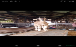 Goats livestock for sale: 2 brothers. - Image 2
