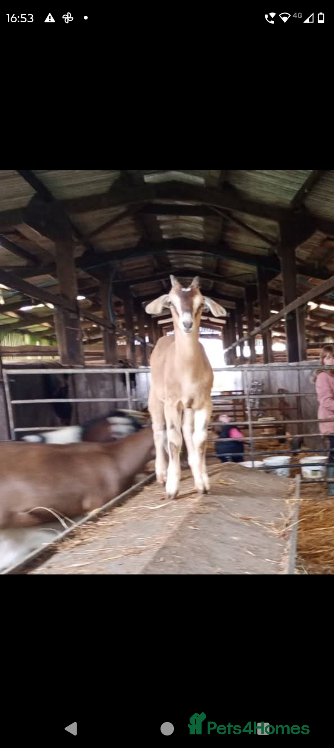 Goats livestock for sale: 2 brothers. - Image 2