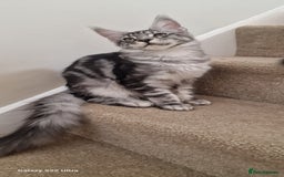 Maine Coon cats for sale: Pure maine coon kittens - Image 16