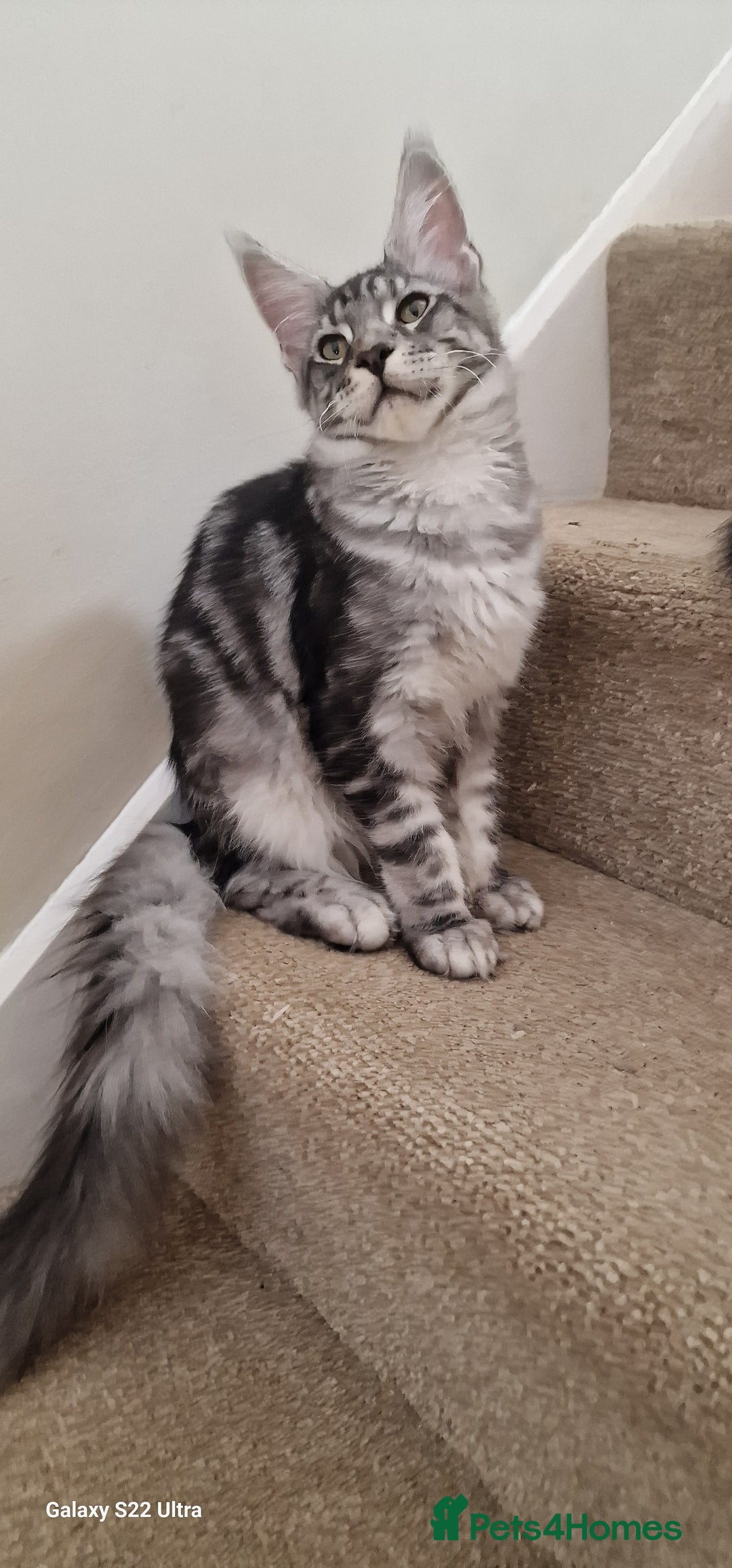 Maine Coon cats for sale: Pure maine coon kittens - Image 16