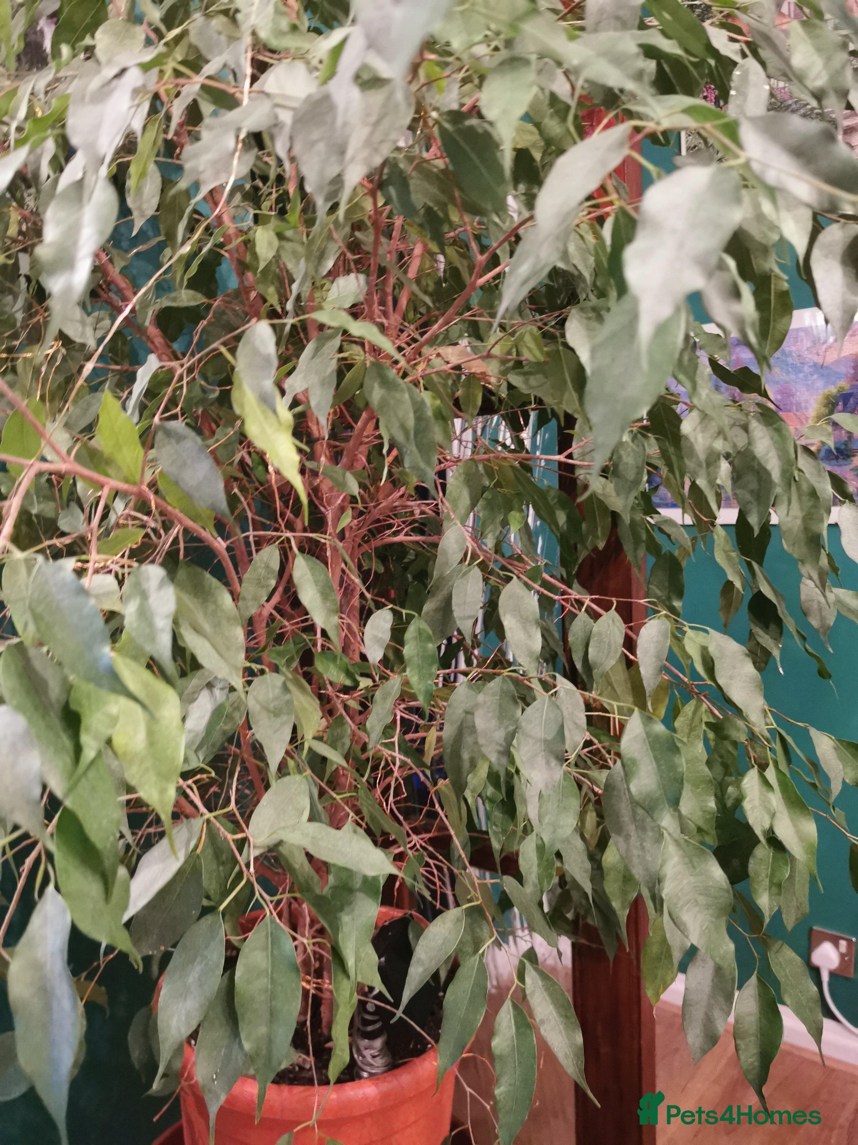 Hens poultry 2x hens for free - Advert 1