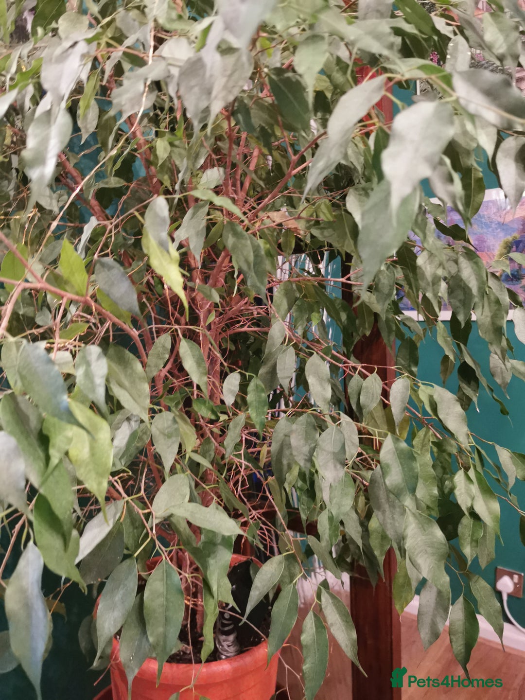 Hens poultry for sale: 2x hens for free - Advert 1