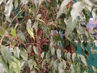 Hens poultry 2x hens for free - Advert 1