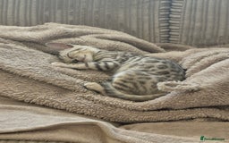 Bengal cats for sale: F1 snow bangle  - Image 1