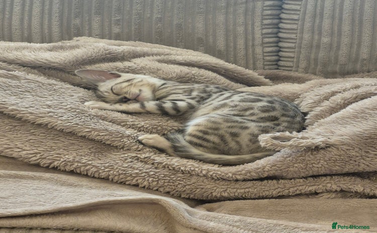 Bengal cats - Advert 3