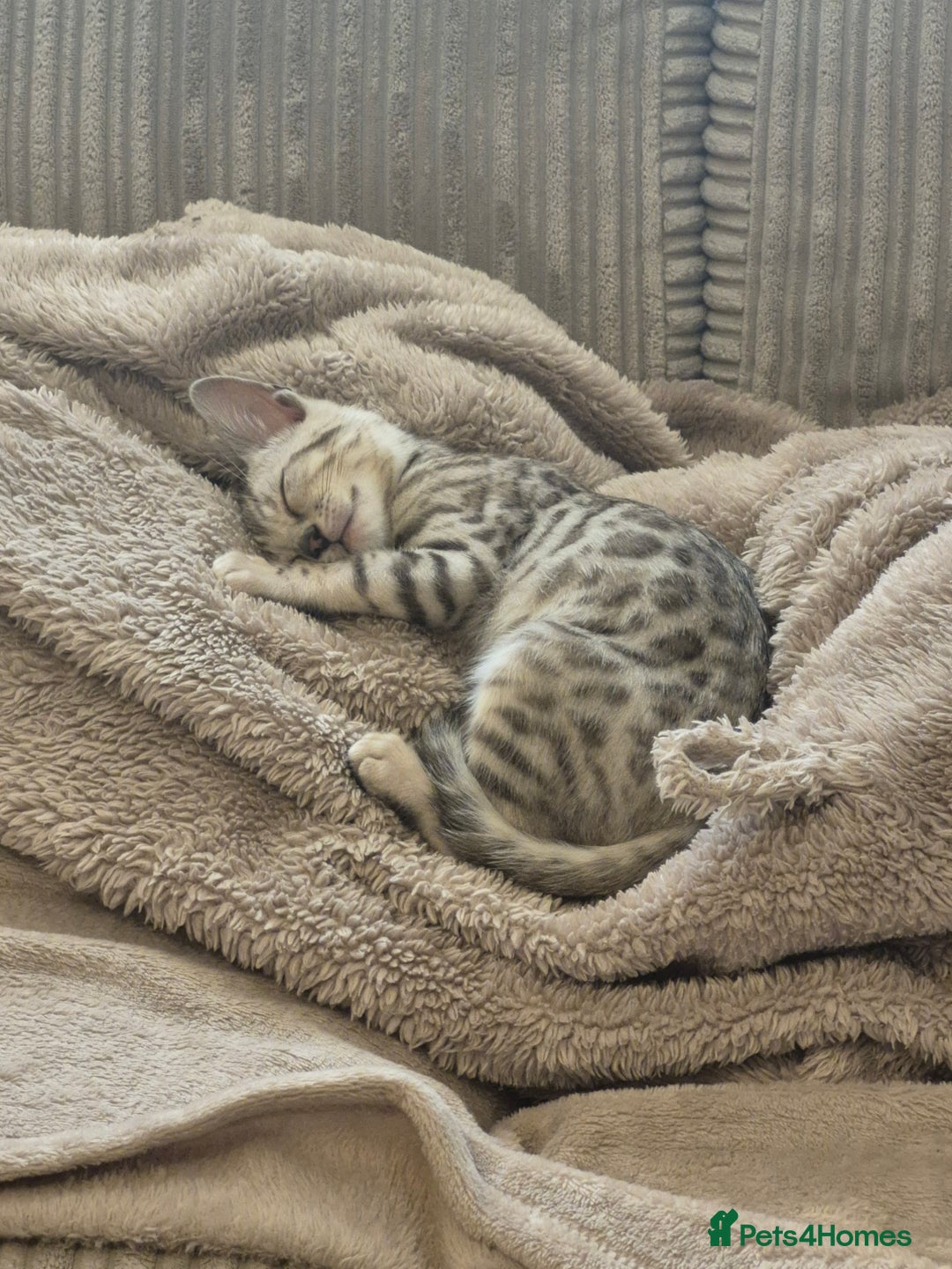 Bengal cats for sale: F1 snow bangle  - Image 1